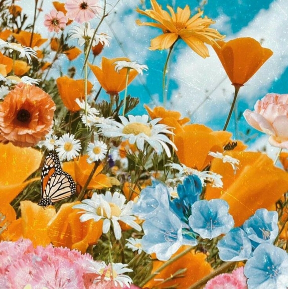 Meet your Posher, Lacey - Picture 1 of 1